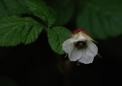 Rubus nepalensis