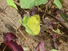 Eurema hecabe solifera
