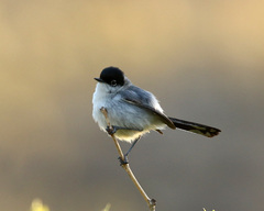 Polioptila melanura