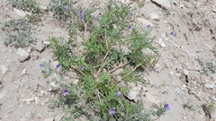 Erodium stephanianum