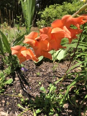 Gladiolus × hortulanus