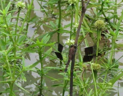 Erythrodiplax umbrata