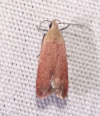 Anacampsis fullonella