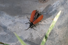 Macrolygistopterus rubripennis