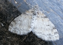 Lobophora nivigerata