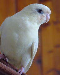 Bolborhynchus lineola
