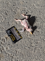 Acridotheres javanicus