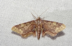 Idaea furciferata