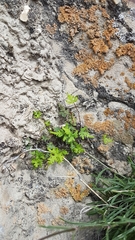 Aleuritopteris argentea