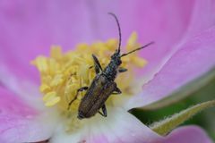Rhagiini