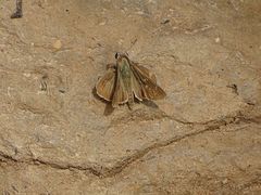 Pelopidas mathias mathias