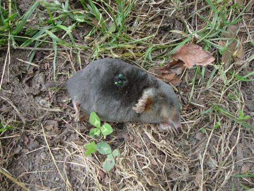 Iberian mole, Braga, PT, photo 9 of 10