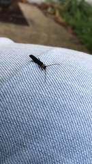 Oberea perspicillata