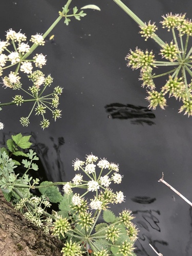 Hemlock Water-dropwort