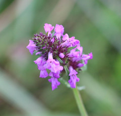 Betonica officinalis