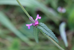 Betonica officinalis