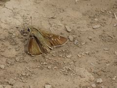 Pelopidas mathias mathias