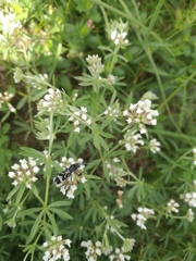 Chlorophorus figuratus