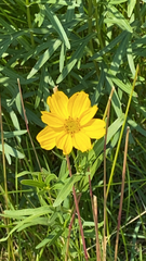 Coreopsis palmata