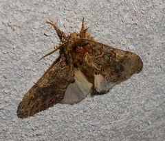 Peridea anceps
