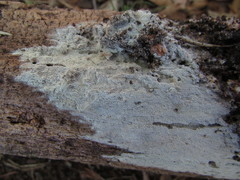 Hyphodontia arguta