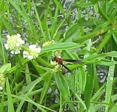 Aculeata