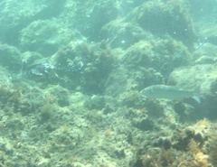 European sea bass