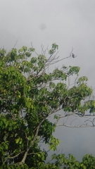 Patagioenas
