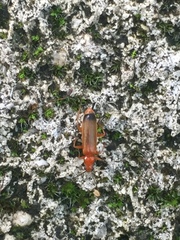 Rhagonycha fulva