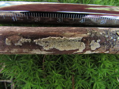 Hyphoderma