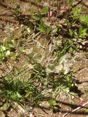 Erythranthe floribunda