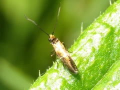 Micropterix aruncella