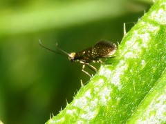 Micropterix aruncella