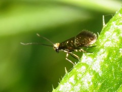 Micropterix aruncella