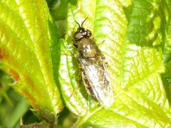 Odontomyia tigrina