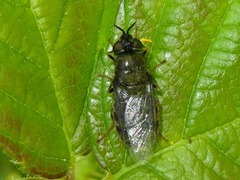 Odontomyia tigrina