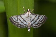 Ravanoa xiphialis