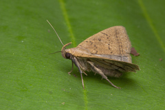Simplicia discosticta