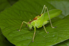 Hexacentrus unicolor
