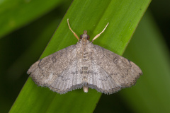 Protonoceras
