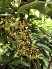 Gardneria multiflora