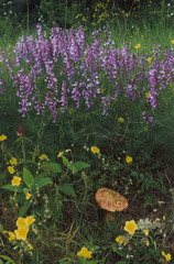 Vicia tenuifolia dalmatica
