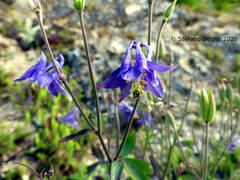 Aquilegia dumeticola