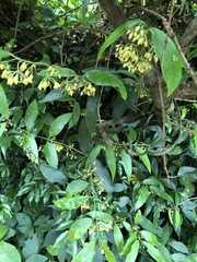 Gardneria multiflora