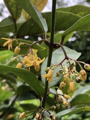 Gardneria multiflora
