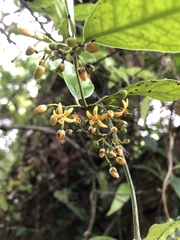 Gardneria multiflora