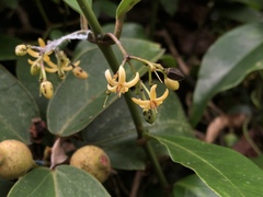Gardneria multiflora