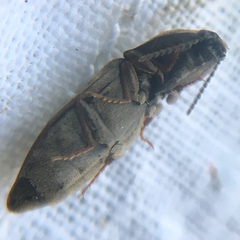 Prosternon tessellatum