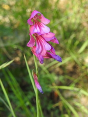 Gladiolus