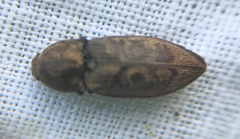 Prosternon tessellatum